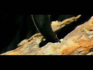 Das As der Asse - Trailer - Deutsch - SD