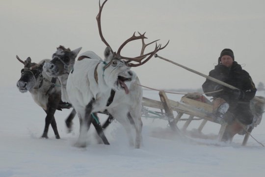 Die Hüter der Tundra - Szenenbild 2