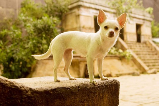Beverly Hills Chihuahua - Szenenbild 5