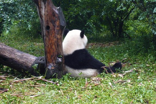 Der kleine Panda - Szenenbild 8