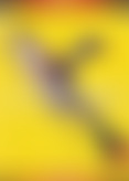 S*e 5