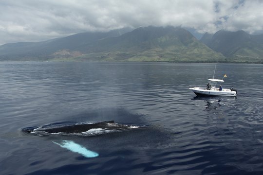 IMAX - Humpback Whales - Szenenbild 7