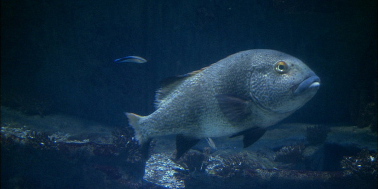 Hai-Aquarium