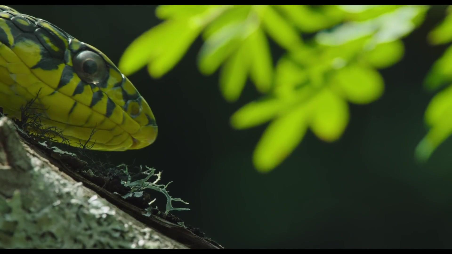 Born in China - Trailer - Deutsch - HD