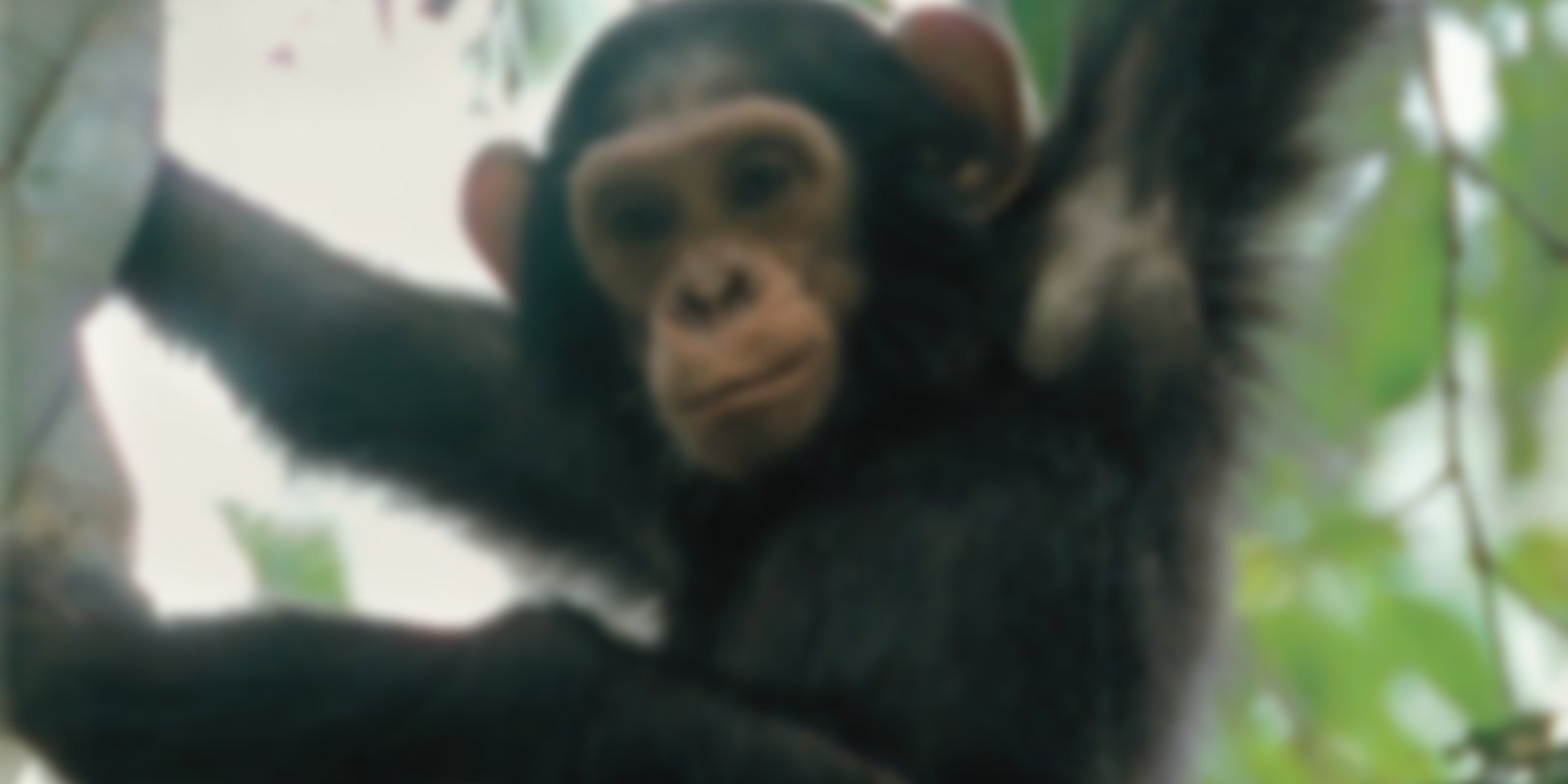 National Geographic - Die letzten wilden Schimpansen
