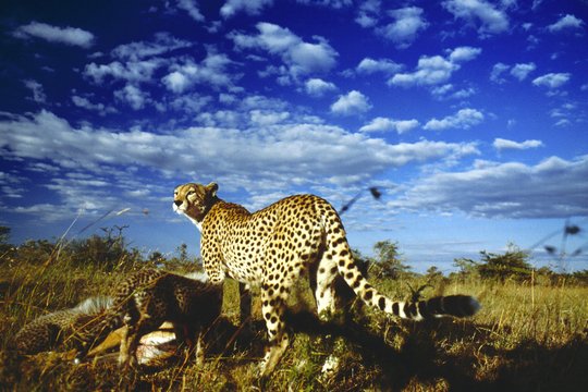 Serengeti - Szenenbild 25