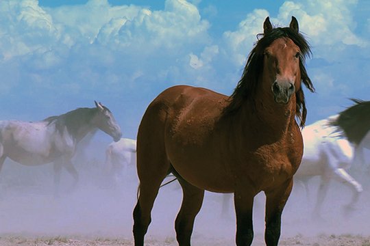Wild Mustang - Szenenbild 1