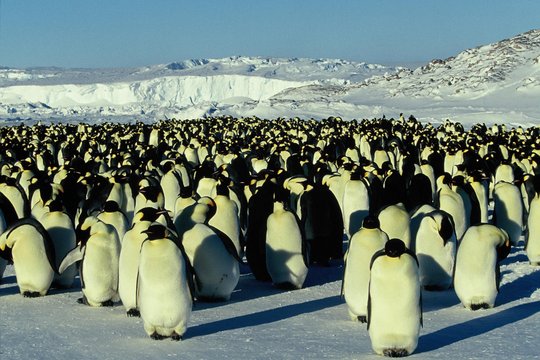 Die Reise der Pinguine - Szenenbild 2