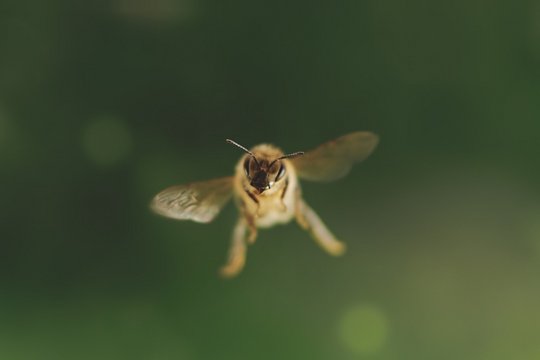 Tagebuch einer Biene - Szenenbild 1