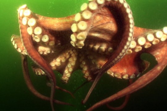 Oktopusse - Szenenbild 2