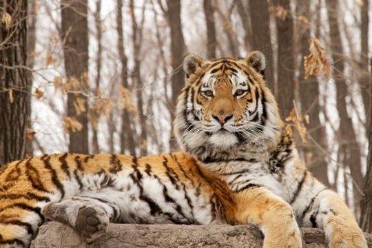 Im Bann des Sibirischen Tigers - Szenenbild 1