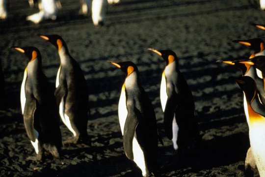 Kongress der Pinguine - Szenenbild 4