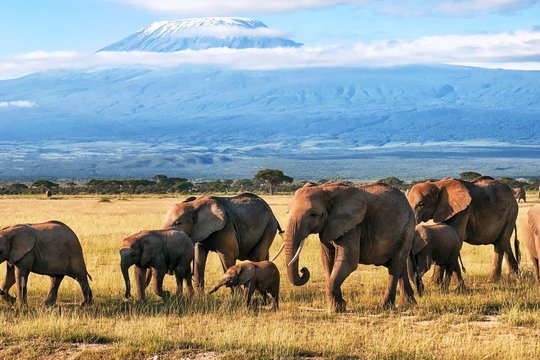 National Geographic - Das große Wunder der Tierwanderungen - Szenenbild 2