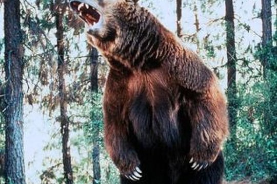 Wild Grizzly - Szenenbild 3