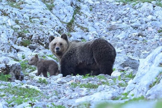 Gefährlich nah - Wenn Bären töten - Szenenbild 3