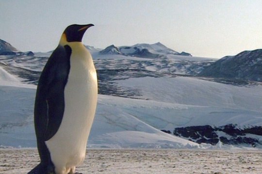 Pinguine - Szenenbild 1
