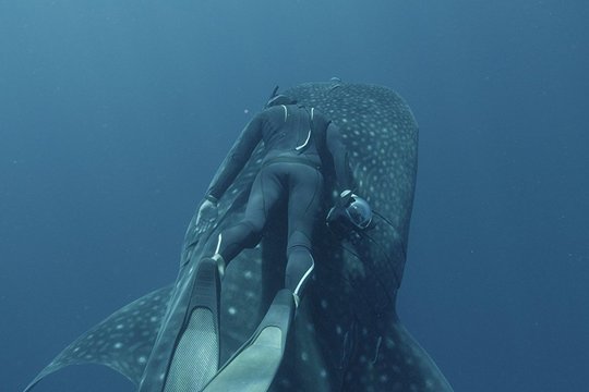 Under the Sea - Szenenbild 2