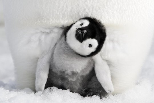 Die Reise der Pinguine 2 - Szenenbild 2
