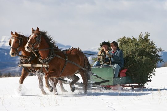 Heartland - Paradies für Pferde - Der Film - Szenenbild 4