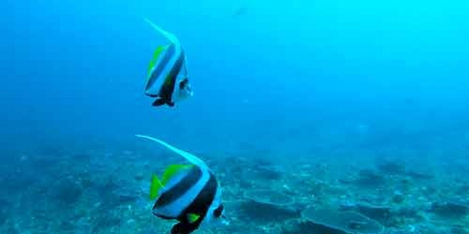 Dive 3D - Magische Unterwasserwelten
