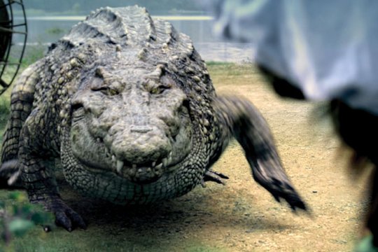 Million Dollar Crocodile - Szenenbild 1