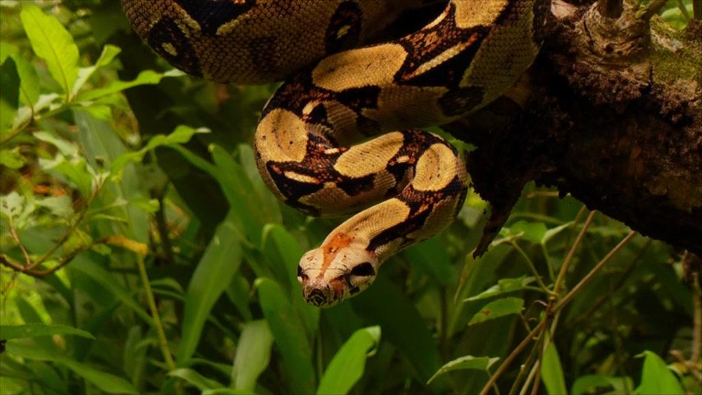 Weltnaturerbe Costa Rica - Guancaste Nationalpark - Trailer - Deutsch - SD