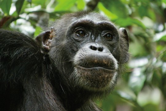 Schimpansen - Szenenbild 18