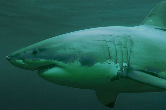 Shark Season - Angriff aus der Tiefe - Szenenbild 4