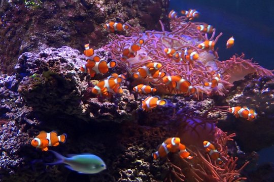 3D Unterwasserwelten - Szenenbild 1