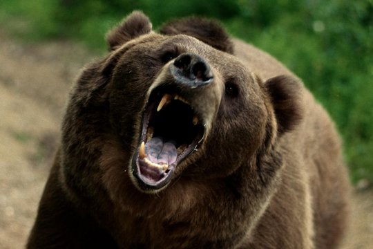 Grizzly Night - No Escape - Szenenbild 2