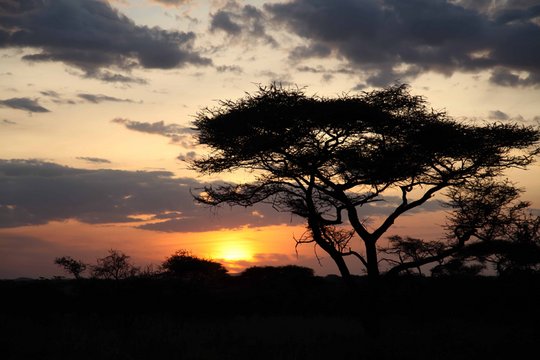 African Safari Adventure - Szenenbild 1