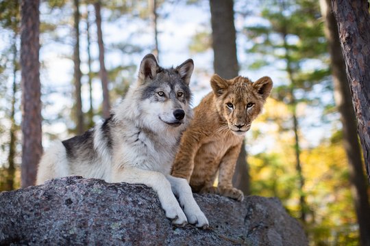 Der Wolf und der Löwe - Szenenbild 7