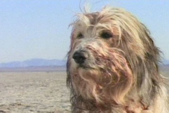 Der Junge und sein Hund - Apocalypse 2024 - Szenenbild 2
