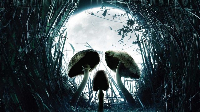 Shrooms - Wallpaper 1