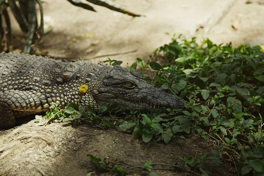 Serengeti - Ein faszinierendes Naturschauspiel - Szenenbild 6