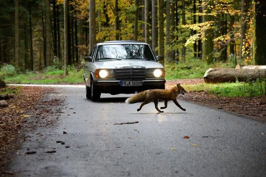 Tiere bis unters Dach - Staffel 8 - Szenenbild 1