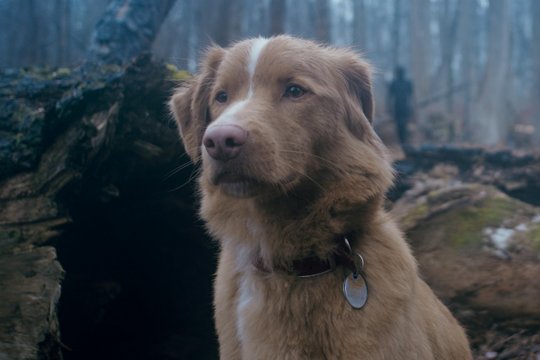 Good Boy - Szenenbild 4