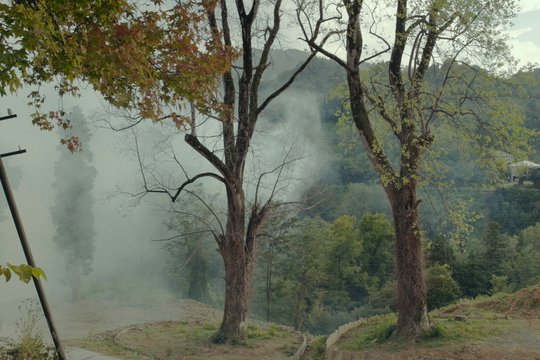 Die Zähmung der Bäume - Szenenbild 6
