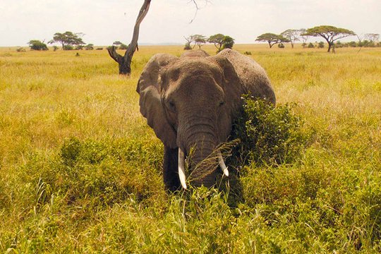 African Safari Adventure - Szenenbild 7