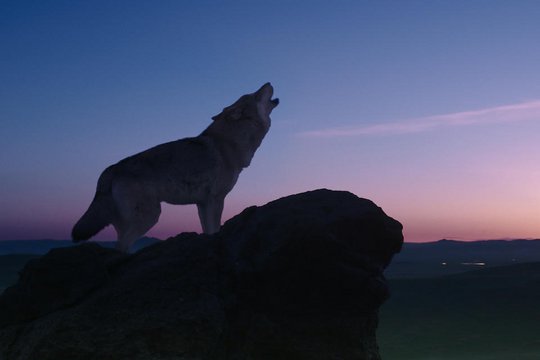 Der letzte Wolf - Szenenbild 18