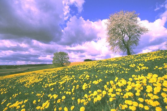 Kornfeld & Wiese - Szenenbild 6