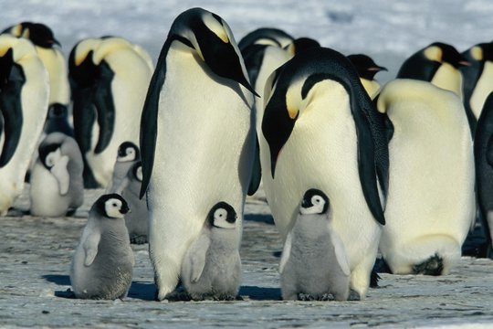 Die Reise der Pinguine - Szenenbild 7