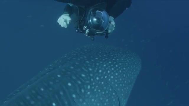 Under the Sea - Trailer - Deutsch - SD