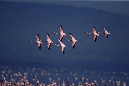Das Geheimnis der Flamingos - Szenenbild 8