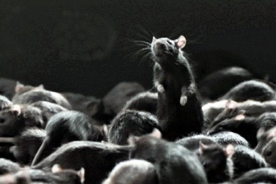 Ratten - Szenenbild 2
