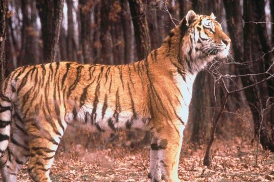 Wunderwelt der Tiere - Tiger - Szenenbild 1
