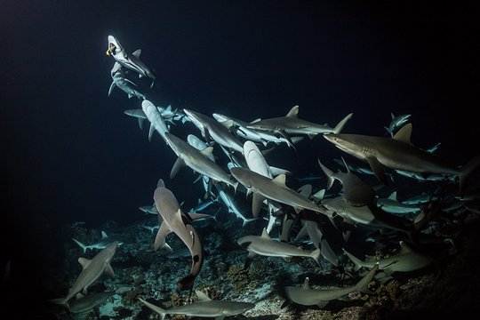 700 Haie in der Nacht - Szenenbild 4