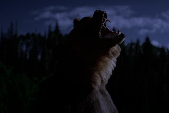 Grizzly Night - No Escape - Szenenbild 1