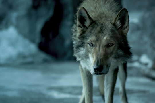 Alpha - Der den Wolf zähmt - Szenenbild 6