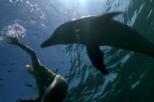 Die Delfinflüsterin - Szenenbild 1